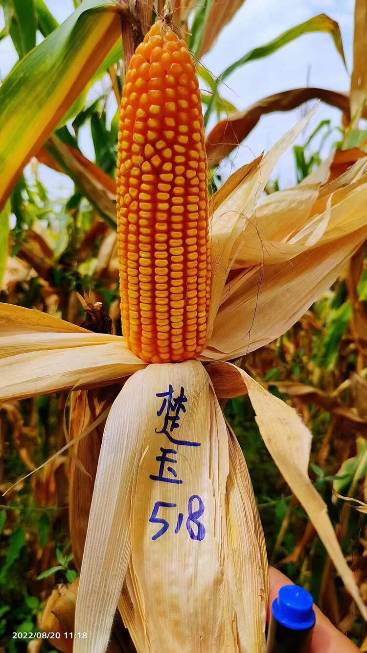 楚玉518热区玉米种子厂家直销