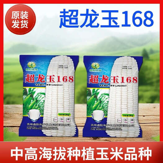 贵阳西南中高海拔玉米种子超龙玉168