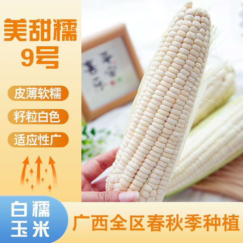 美甜糯9号甜软糯杂交玉米种子