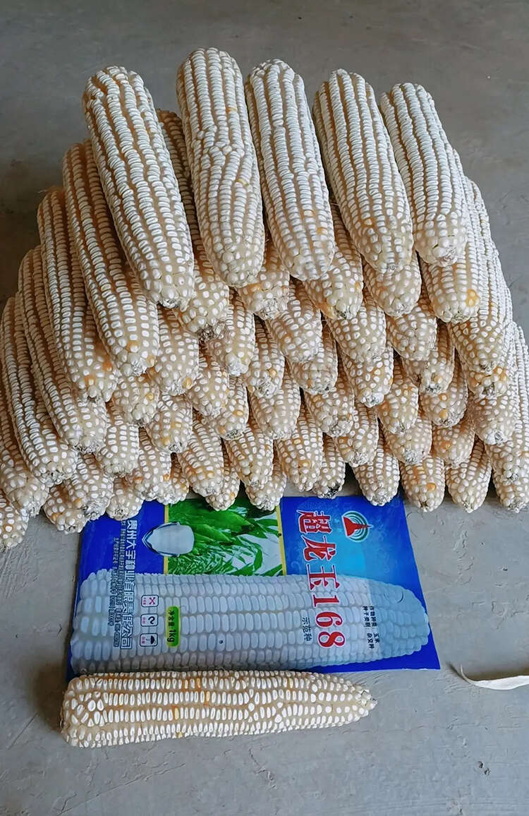 西南中高海拔玉米种子超龙玉168