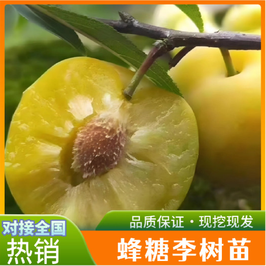 镇宁县蜂糖李树苗  蜂糖李苗原生苗嫁接苗存活率高根须发达