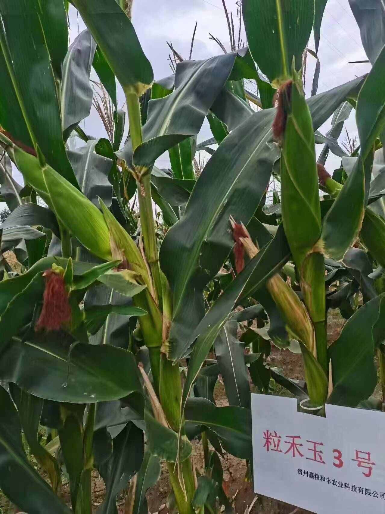 粒和玉3号硬粒型玉米种子