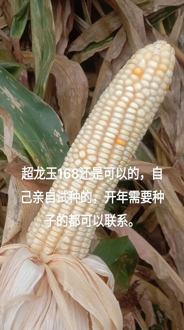 西南中高海拔玉米种子超龙玉168
