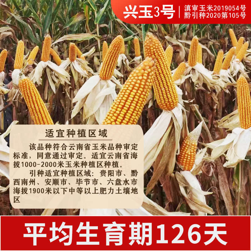 兴玉3号云贵川中高海拔品质型玉米种子