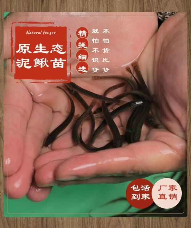 养殖户选择泥鳅苗人工养殖龙鱼饲料鱼饵鱼食大型淡水食用