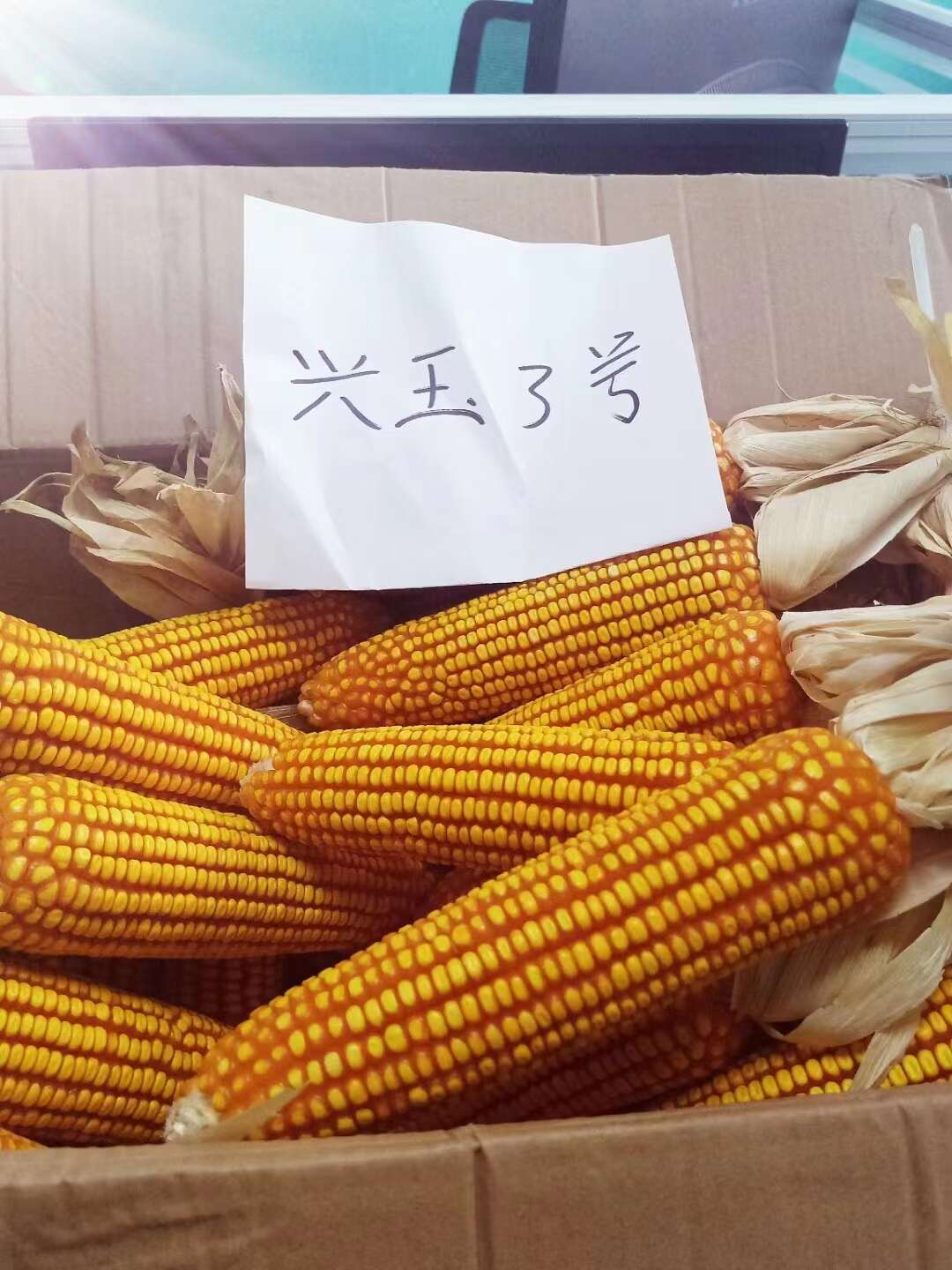 兴玉3号云贵川中高海拔品质型玉米种子