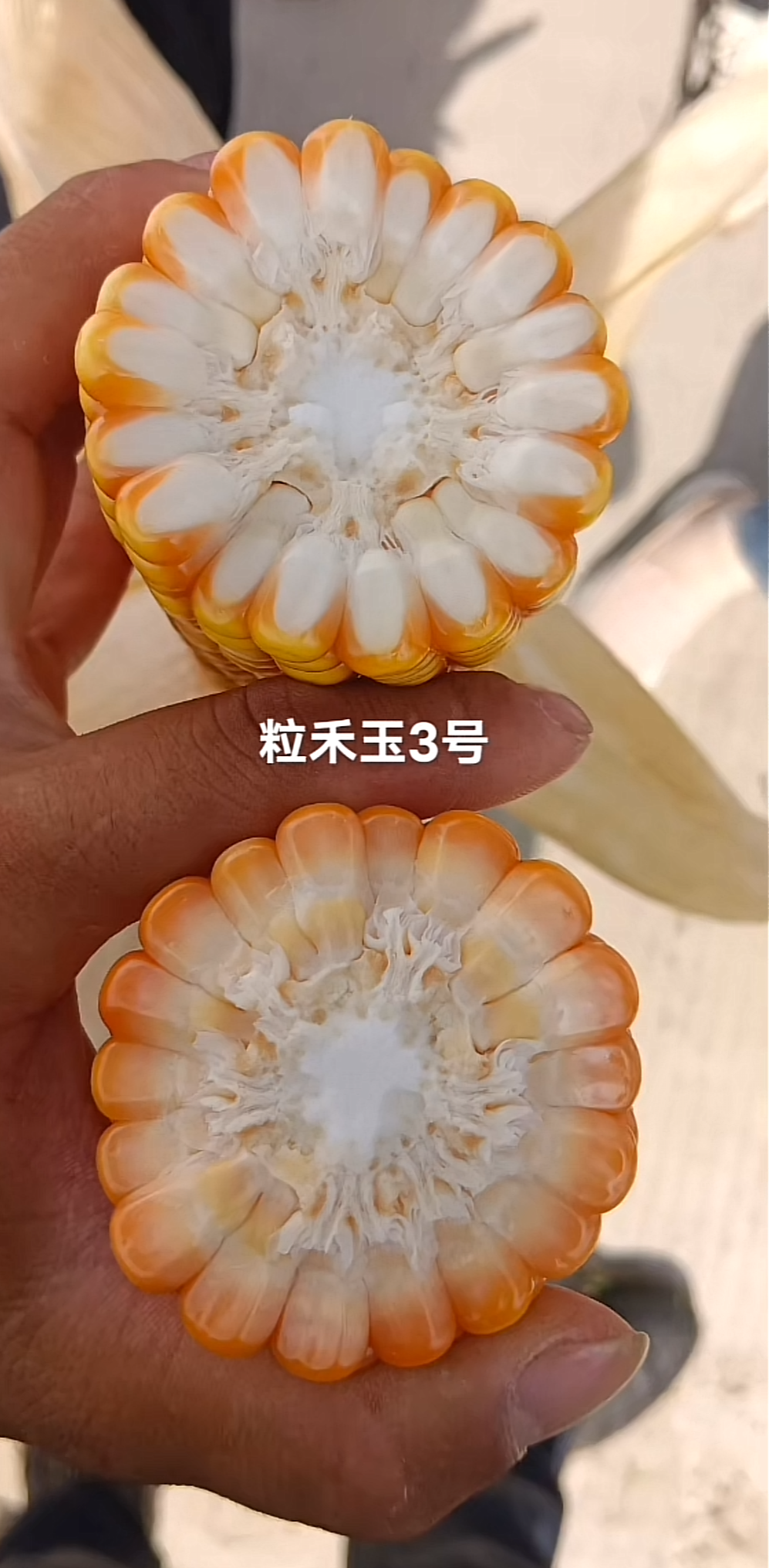 粒和玉3号硬粒型玉米种子
