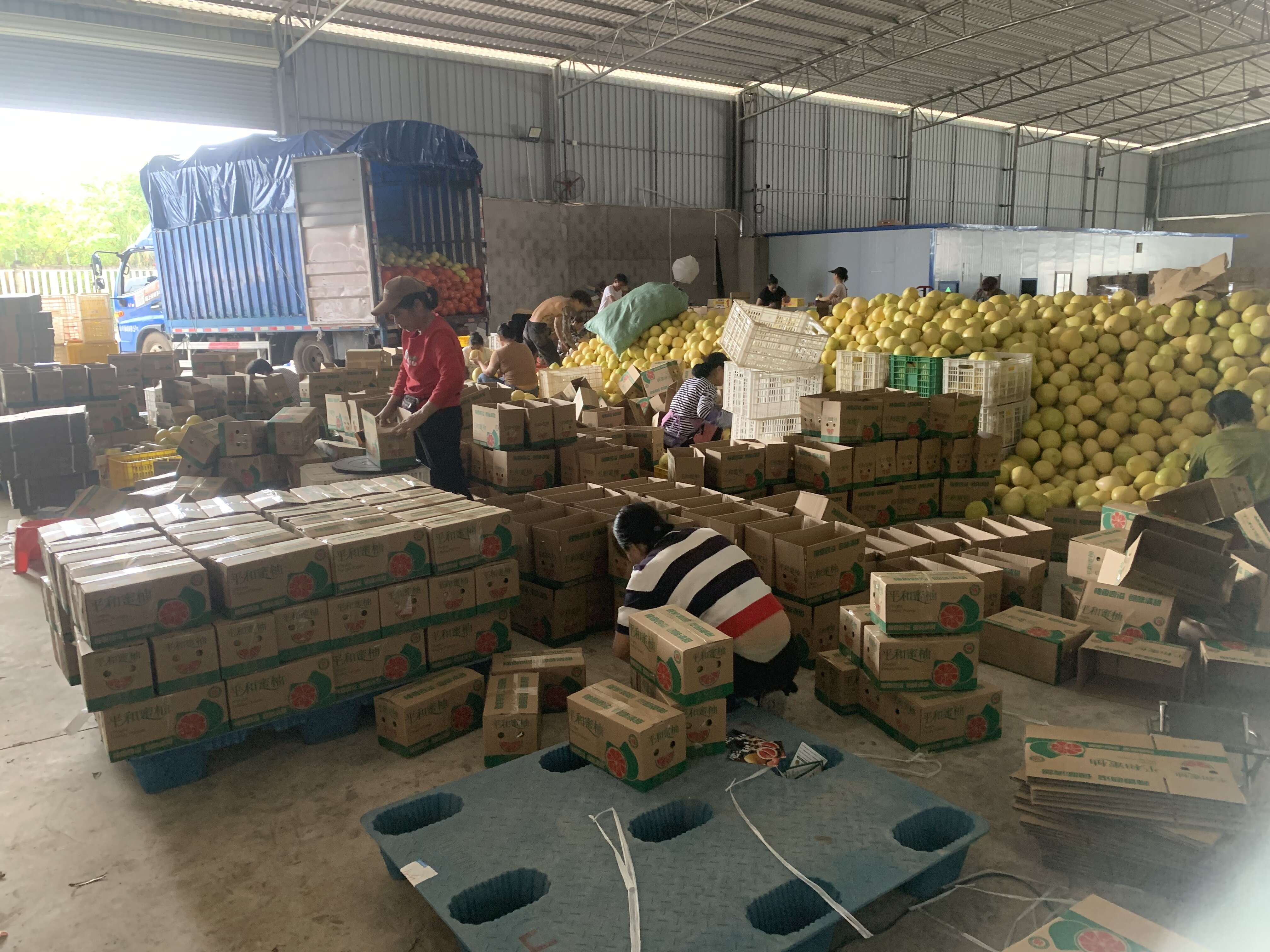福建三红柚红心柚果肉饱满出肉率高统货3斤装批发代发