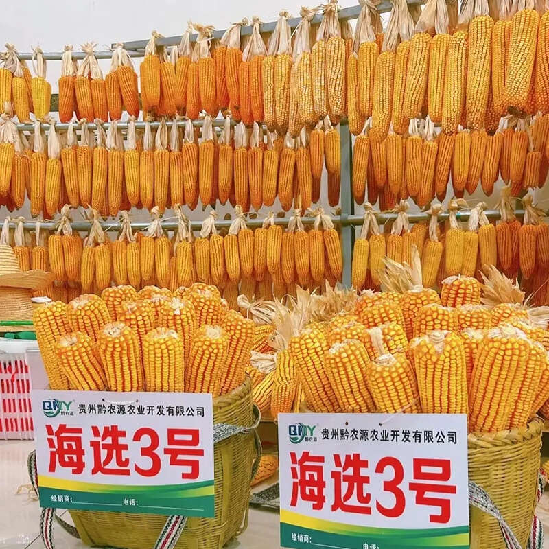 正品贵州中高海拔大棒玉米种子海选3号