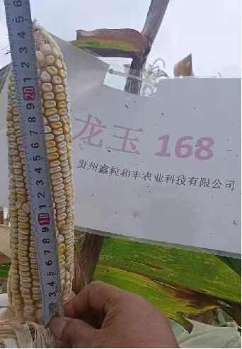 西南中高海拔玉米种子超龙玉168