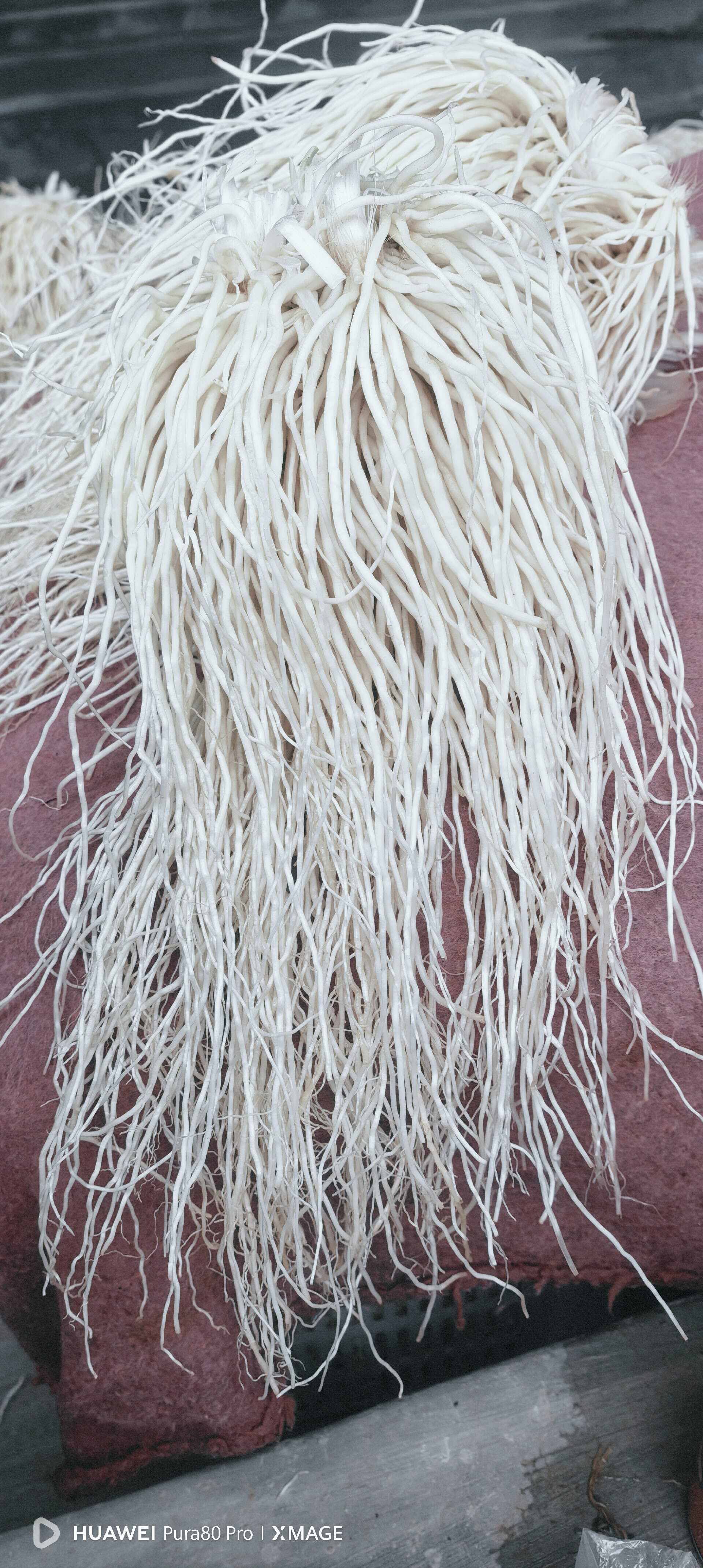 苤菜根