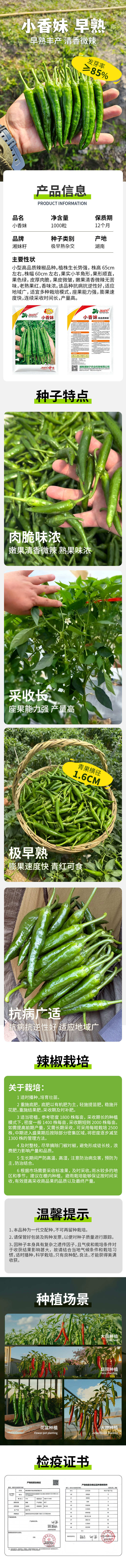 【官方自营】湘妹子小香妹小果型皮薄肉脆中辣味浓耐储抗性强