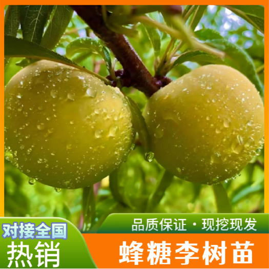 镇宁县蜂糖李树苗 蜂糖李苗苗一代嫁接苗