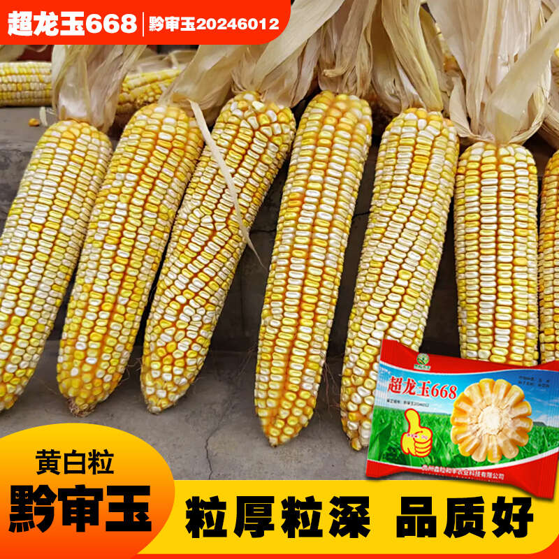 超龙玉668黄白粒玉米种子