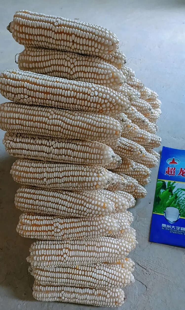 西南中高海拔玉米种子超龙玉168