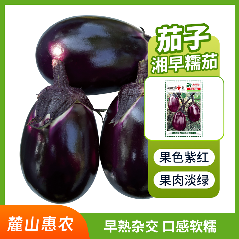 【官方自营】湘早糯茄子种子早熟软糯口感好皮紫红肉淡绿