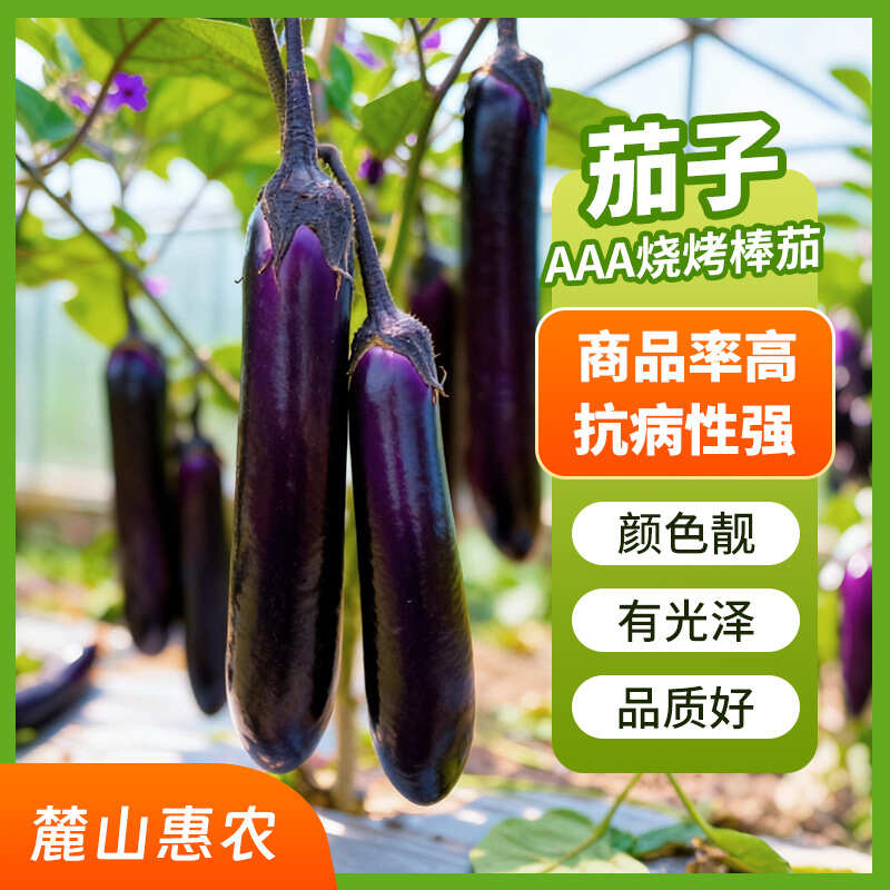 【官方自营】烧烤棒茄子种子紫皮白肉中晚熟商品率好