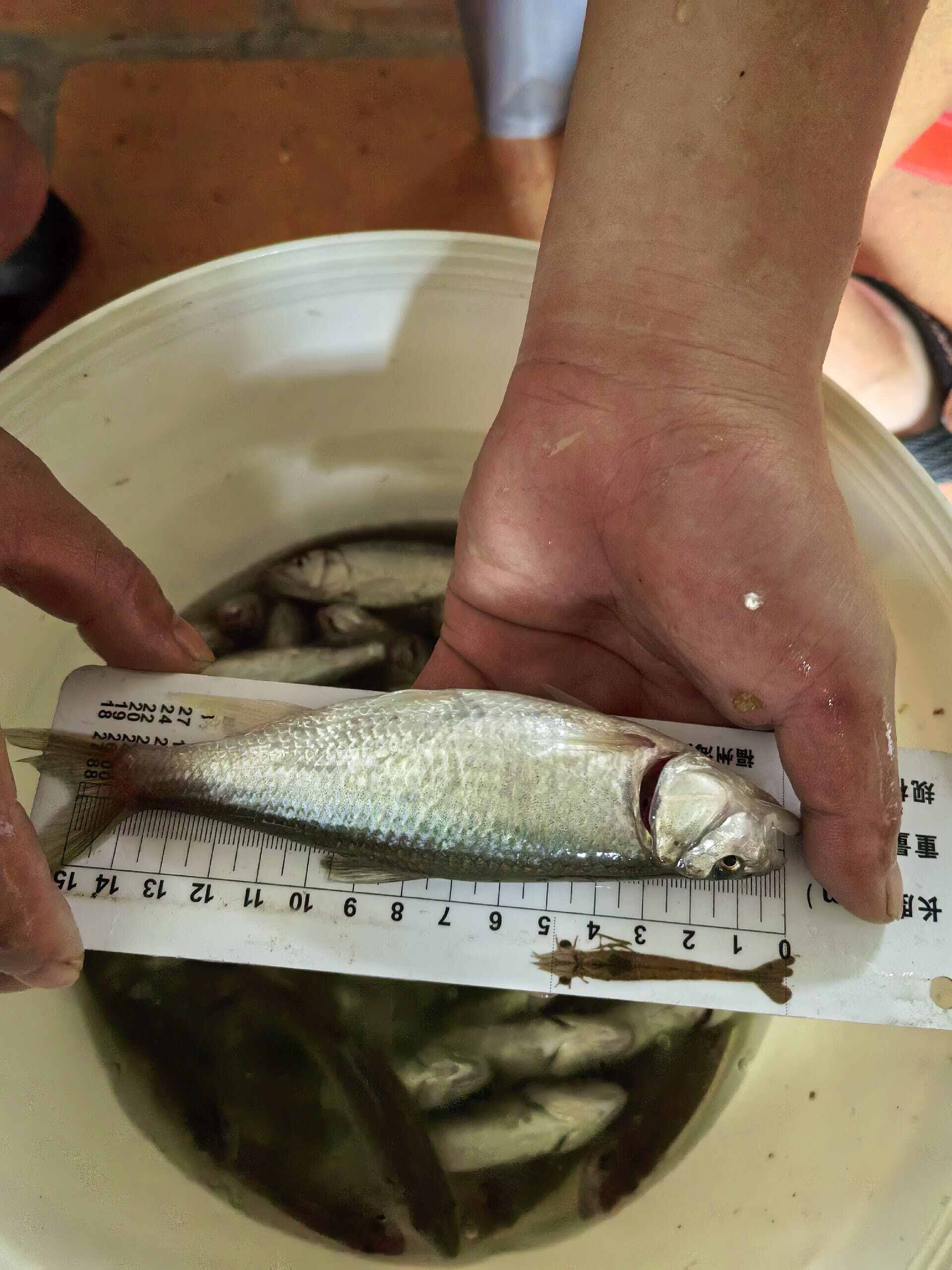 马口鱼、桃花鱼