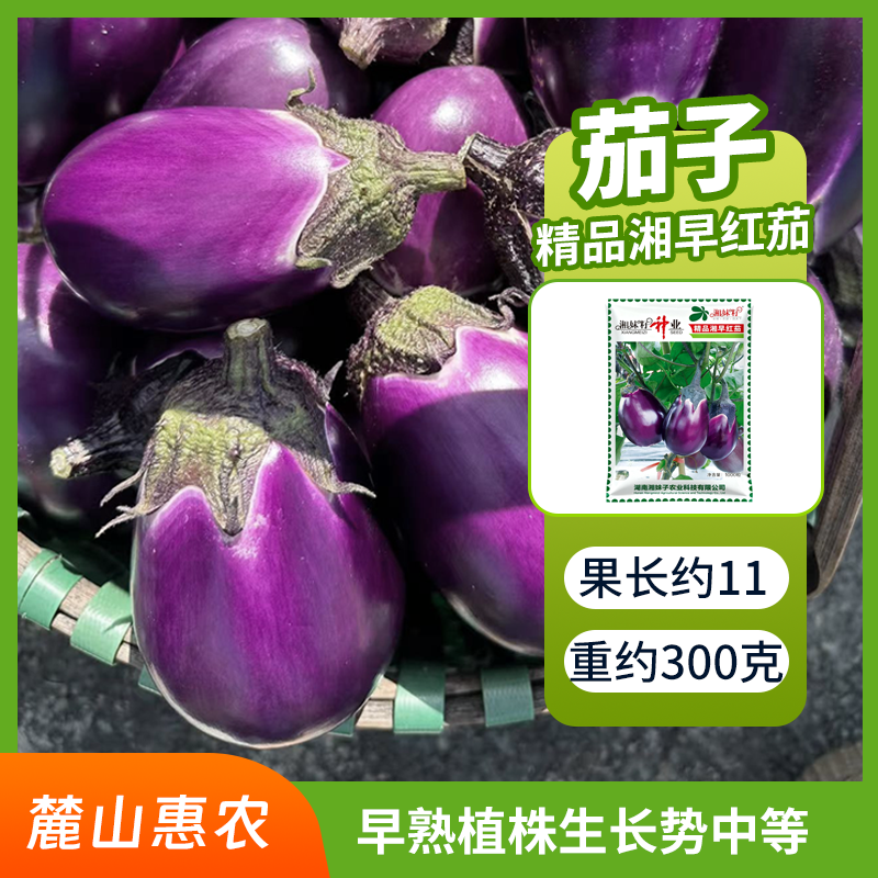 【官方自营】精品湘早红茄子种子连续坐果口感紧实