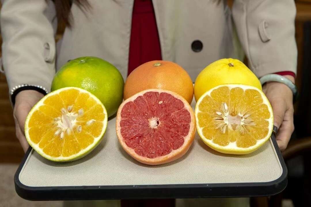 三色葡萄柚 （黄金葡萄柚/翡翠葡萄柚/西柚）
