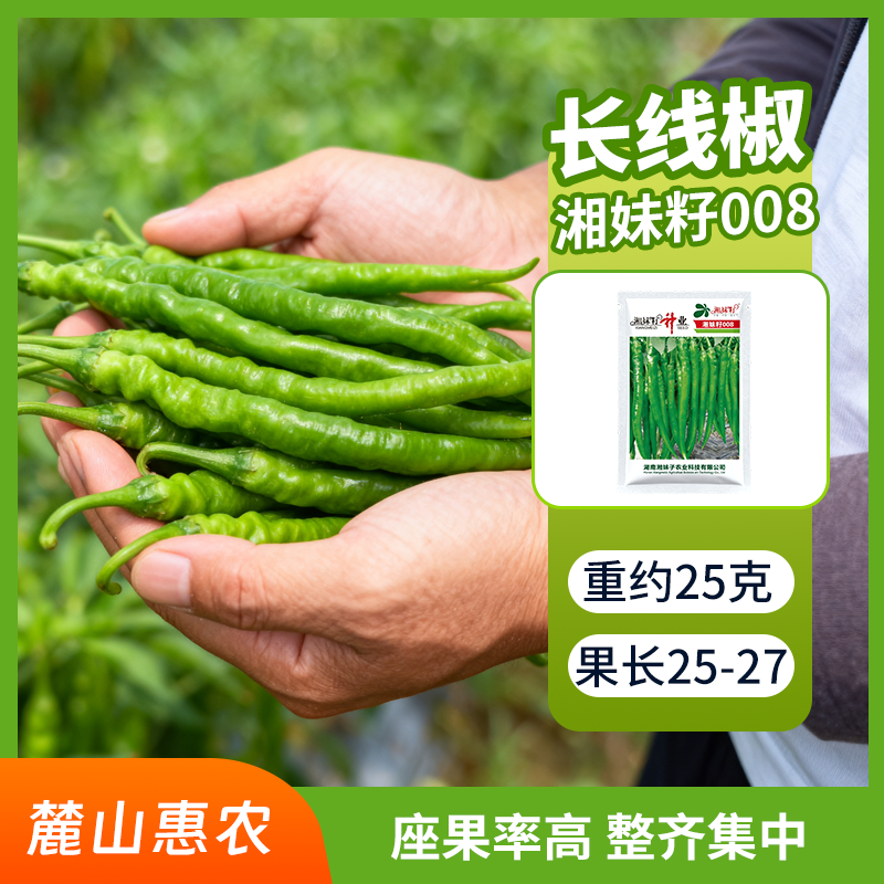 【官方自营】湘妹子008辣椒种子早熟强辣干鲜酱三用