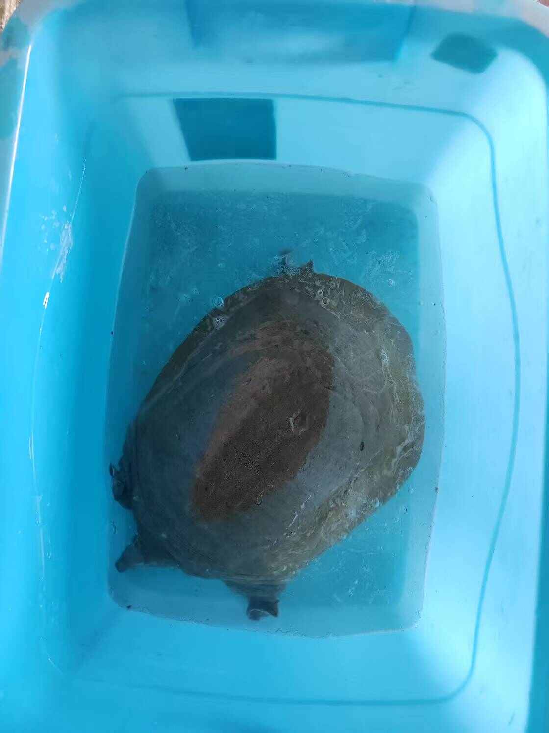 甲鱼批发  可开票 多种物流