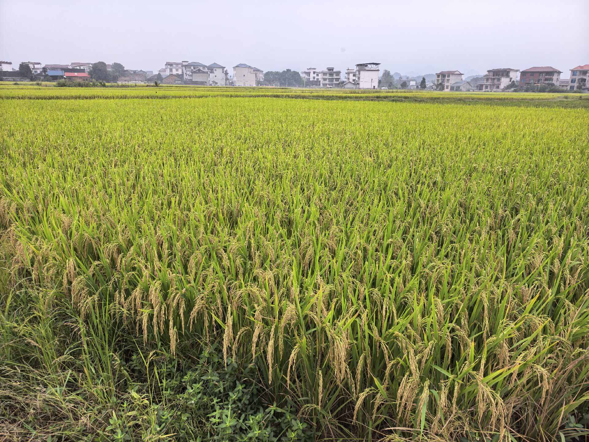 泰优553，货亮价美