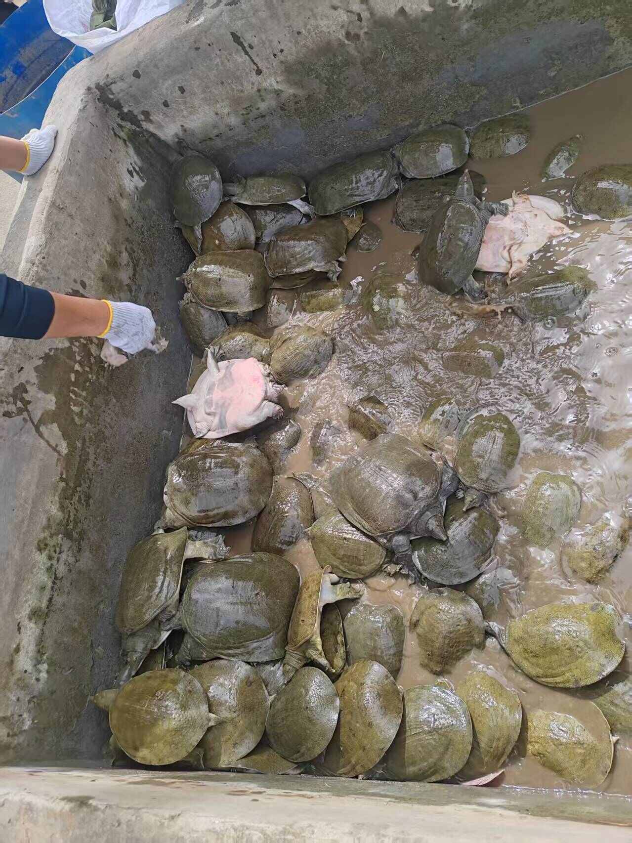 甲鱼批发  可开票 多种物流