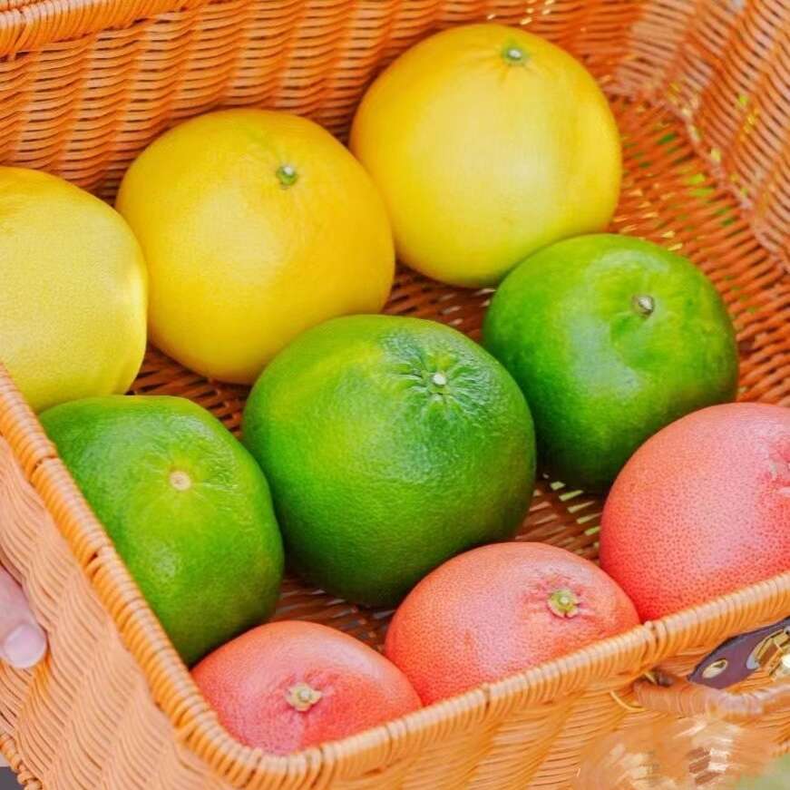 三色葡萄柚 （黄金葡萄柚/翡翠葡萄柚/西柚）