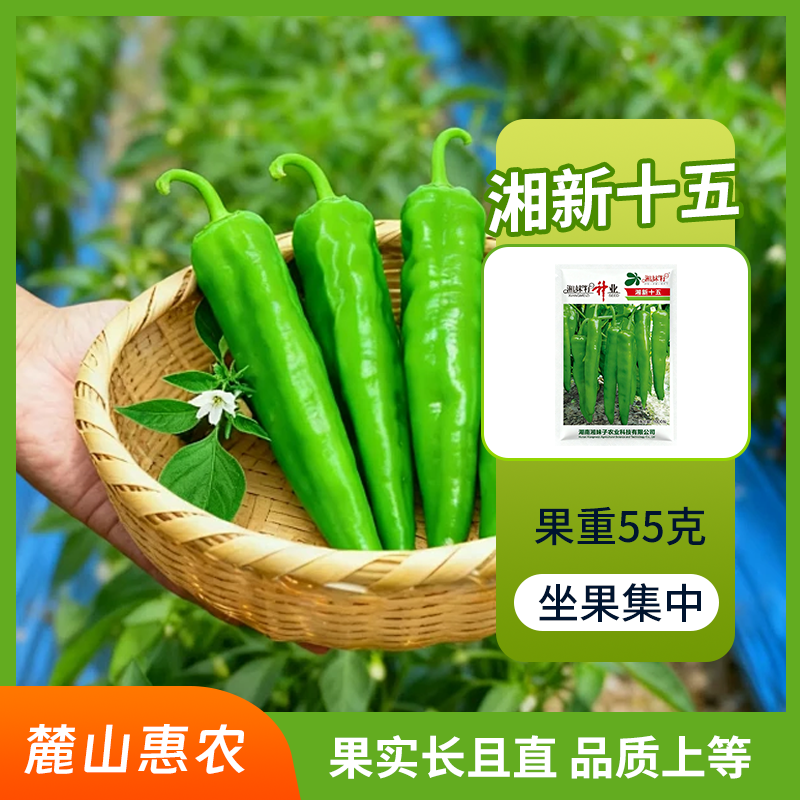 【官方自营】湘妹子湘新十五辣椒种子皮薄中辣