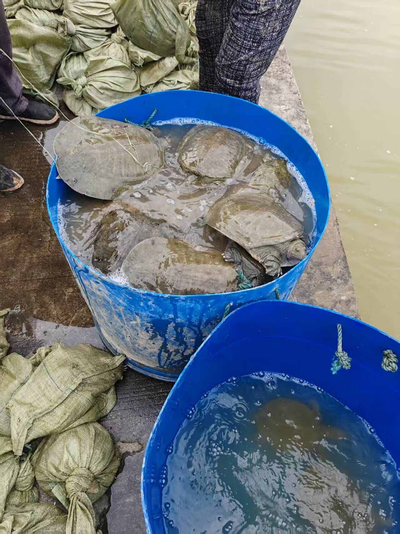 甲鱼批发  可开票 多种物流