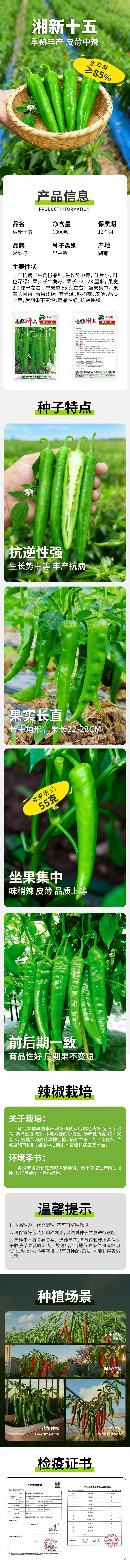 【官方自营】湘妹子湘新十五辣椒种子皮薄中辣