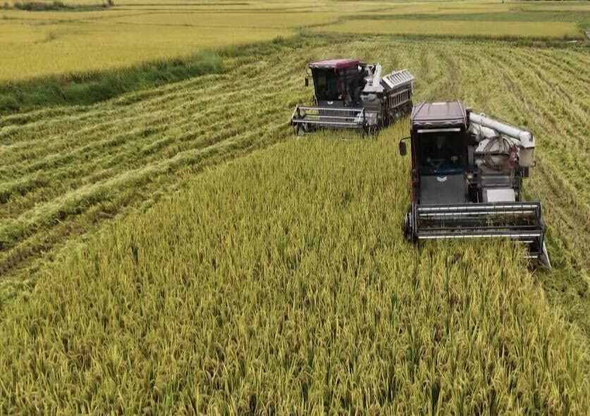 泰优553，货亮价美