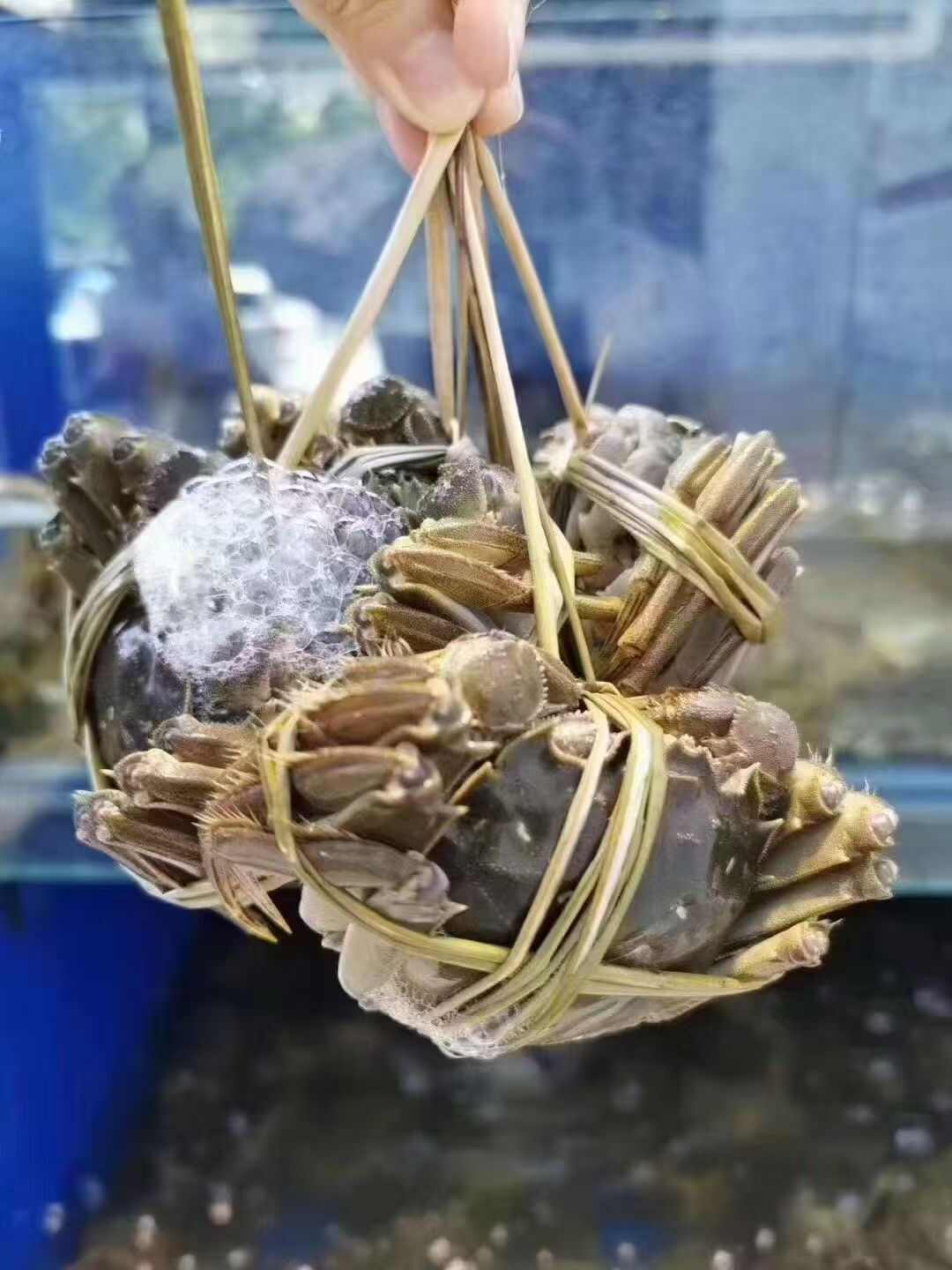 洪湖产地直发大闸蟹，螃蟹，大量上市，礼盒顺丰包邮