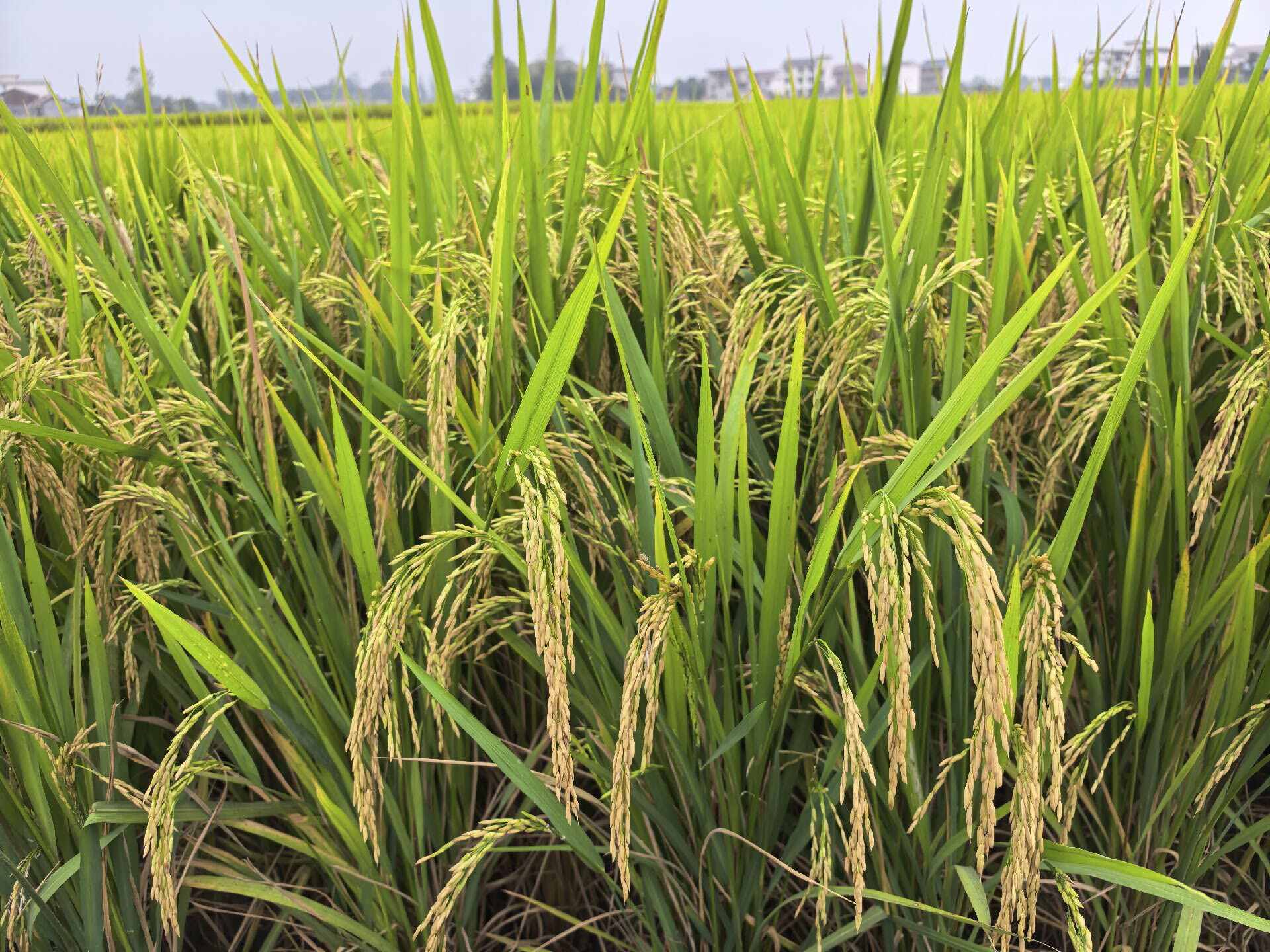 泰优553，货亮价美