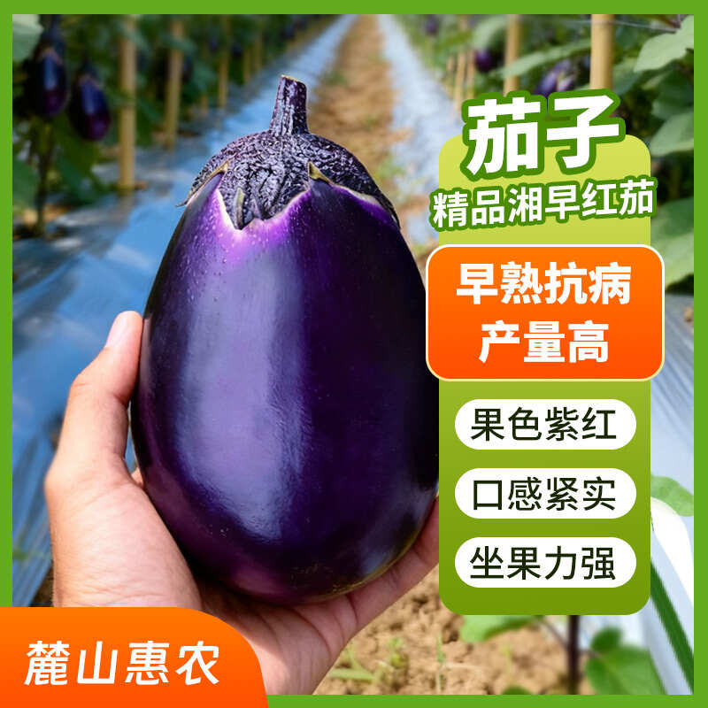 【官方自营】精品湘早红茄子种子连续坐果口感紧实