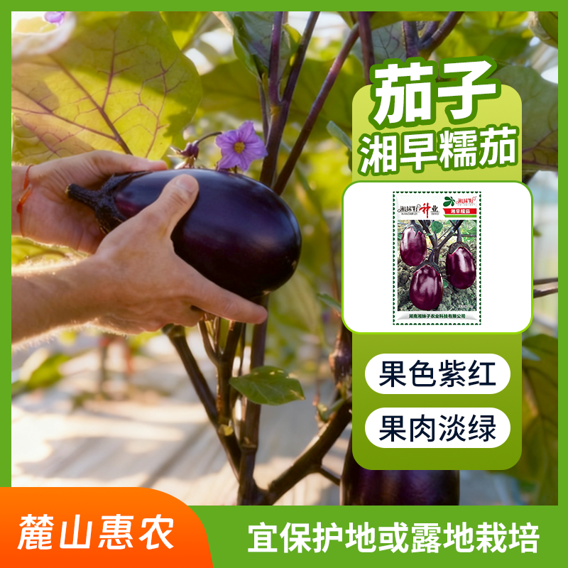 【官方自营】湘早糯茄子种子早熟软糯口感好皮紫红肉淡绿