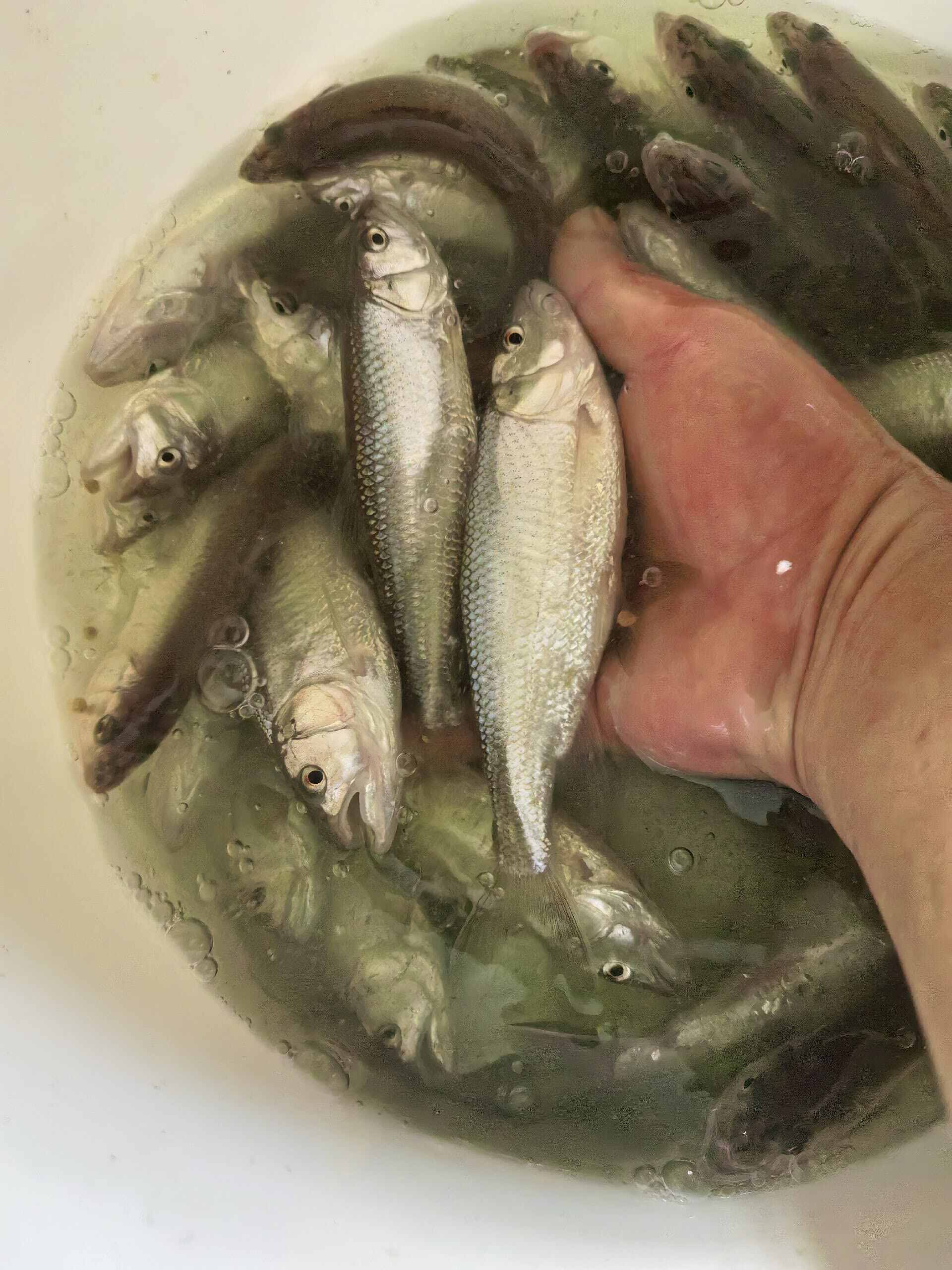 马口鱼、桃花鱼