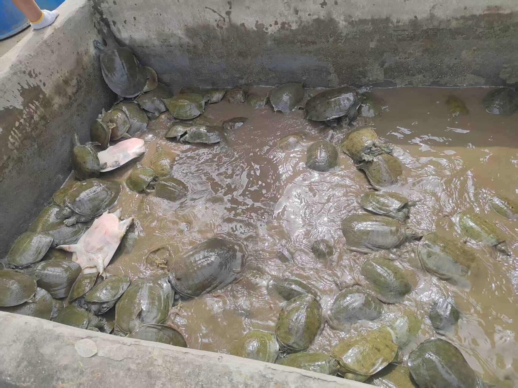 甲鱼批发  可开票 多种物流