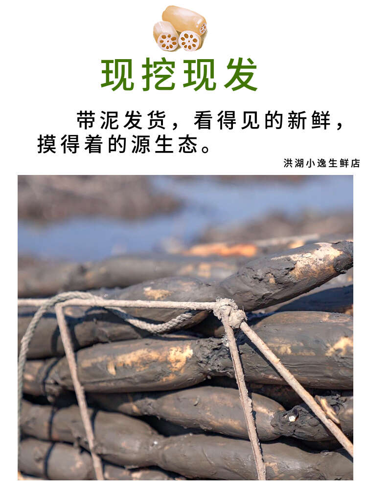 洪湖莲藕 煲汤粉藕，供酒店餐饮市场