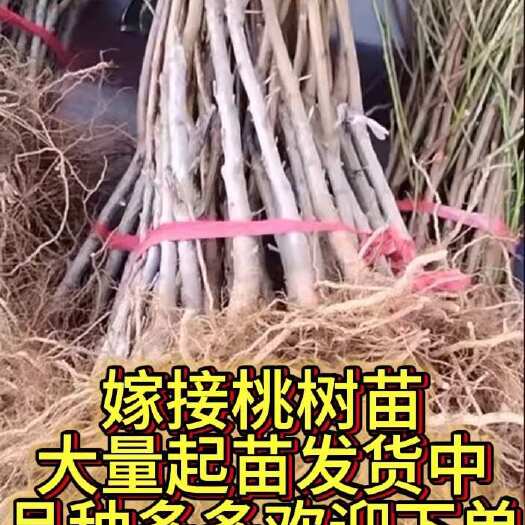 平邑县冬桃水蜜桃树苗基地直发现挖现发