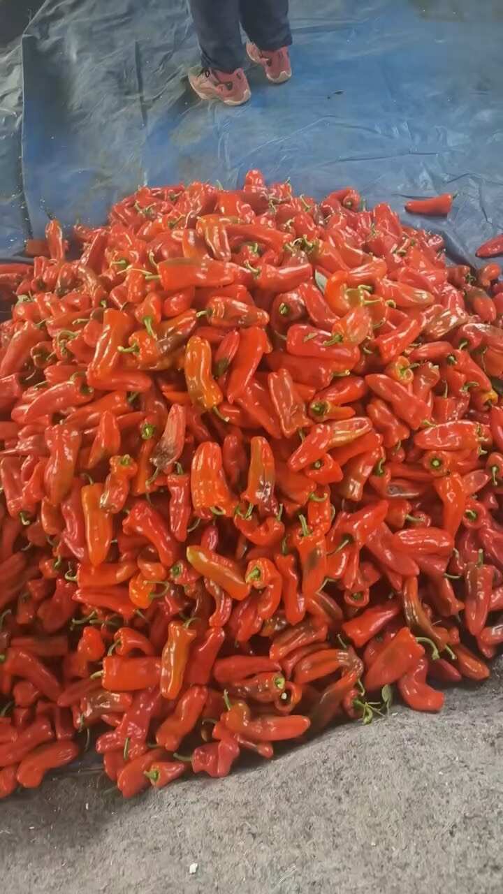 红泡椒