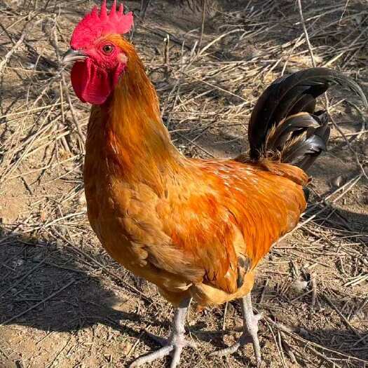 散养土鸡走地鸡溜达鸡纯正林间柴鸡笨鸡华北柴鸡湘草肉质红嫩