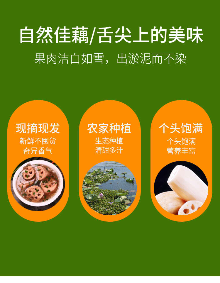 洪湖莲藕 煲汤粉藕，供酒店餐饮市场