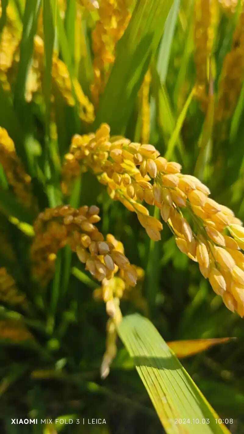 水稻9108，200多亩，全部机插秧。大概150左右