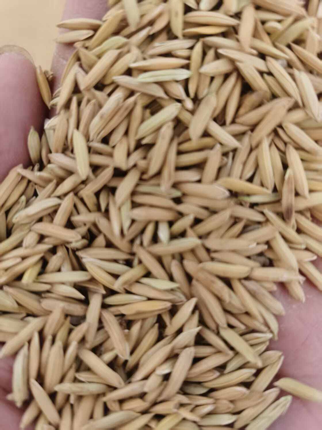 泰优553，货亮价美