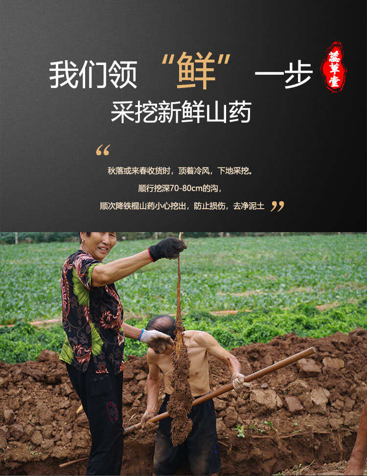 温县正宗垆土地铁棍山药500亩种植基地直供批发价颜色好条形好