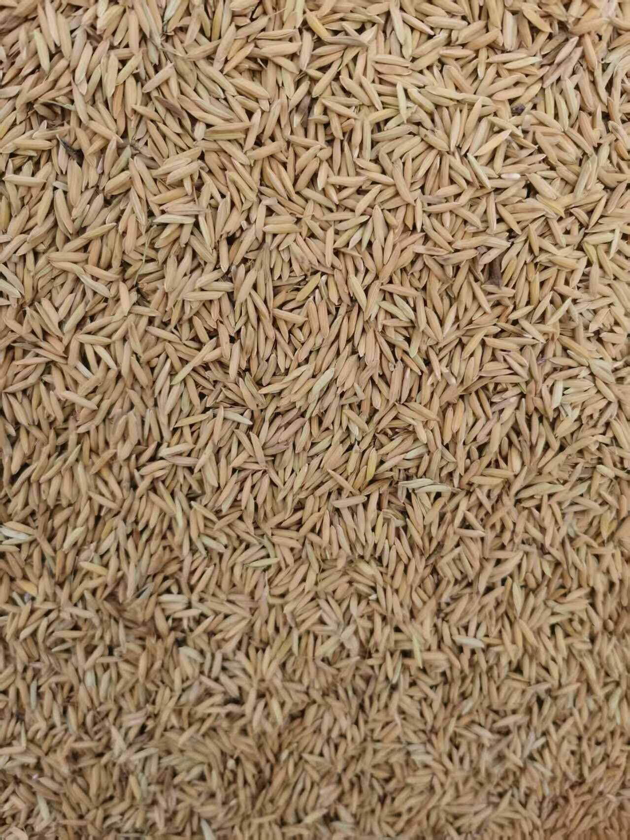 泰优553，货亮价美