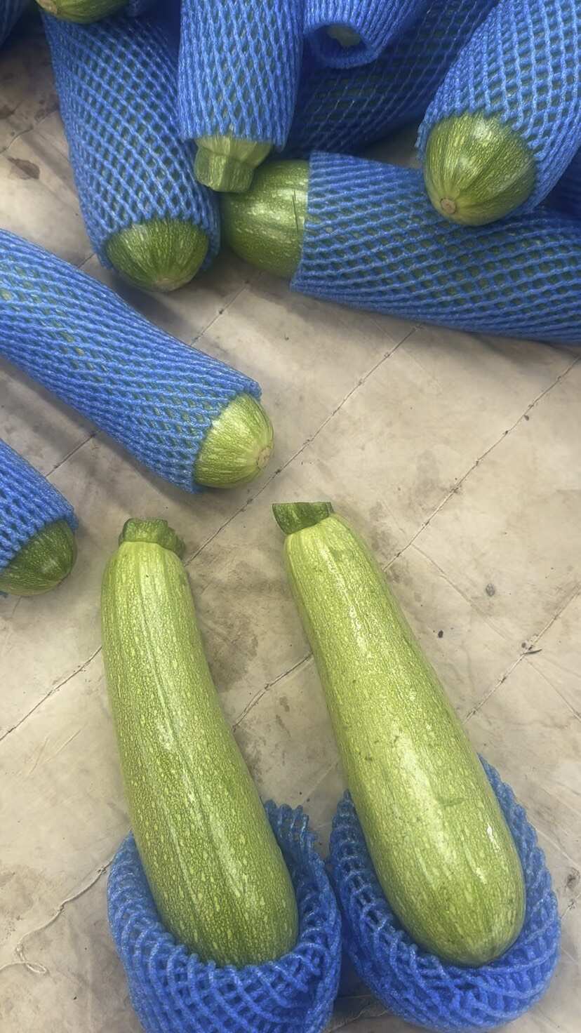 云南西葫芦产地直发新鲜到家价格可议