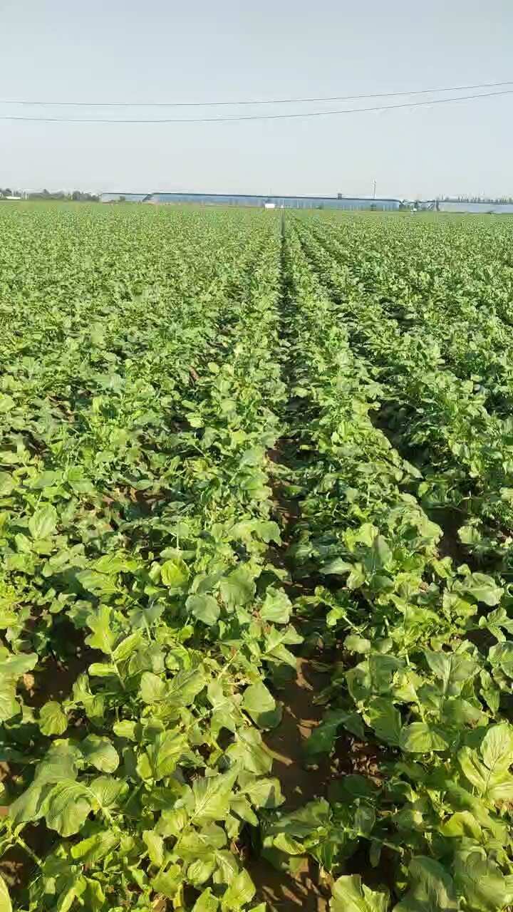 和朋友一起种的天星2号水果萝卜，水分大甜度高。280万斤左右